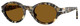 Brown Tortoise / Brown