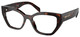 Root Tortoise / Clear