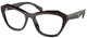Root Tortoise / Clear