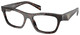 Root Tortoise / Clear