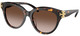 Brown Tortoise / Brown Grad