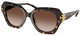 Brown Tortoise / Brown Grad