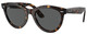 Havana / Dark Grey