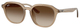 Turtledove / Gradient Brown