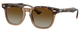 Havana On Transparent / Brown