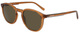 Transparent Brown