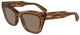 Striped Brown
