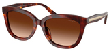 Coach Sunglasses HC8453U 593874