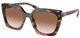 Caramel Tortoise - Brown Gradient