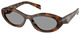 Juniper Tortoise - Grey