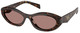 Root Tortoise - Light Brown