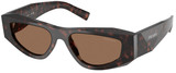 Root Tortoise - Dark Brown