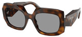 Juniper Tortoise - Grey