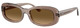 Transp Beige - Grad Brown Polar