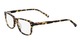 Blonde Tortoise